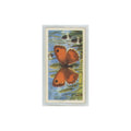 1963 Brooke Bond British Butterflies Hedge Brown #8