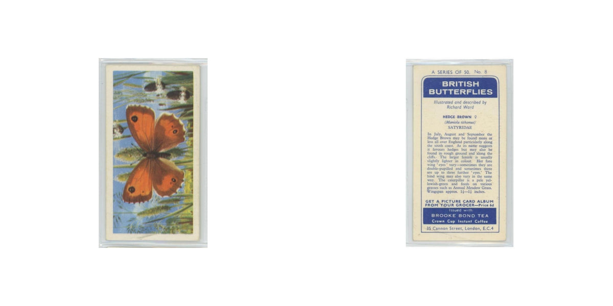 1963 Brooke Bond British Butterflies Hedge Brown #8