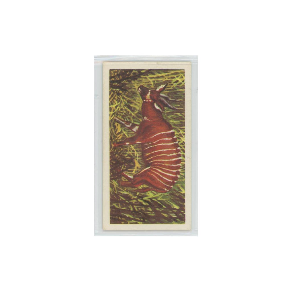 1962 Brooke Bond African Wildlife Bongo #34