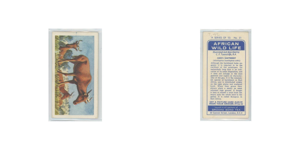 1962 Brooke Bond African Wildlife Coke's Hartebeest #31