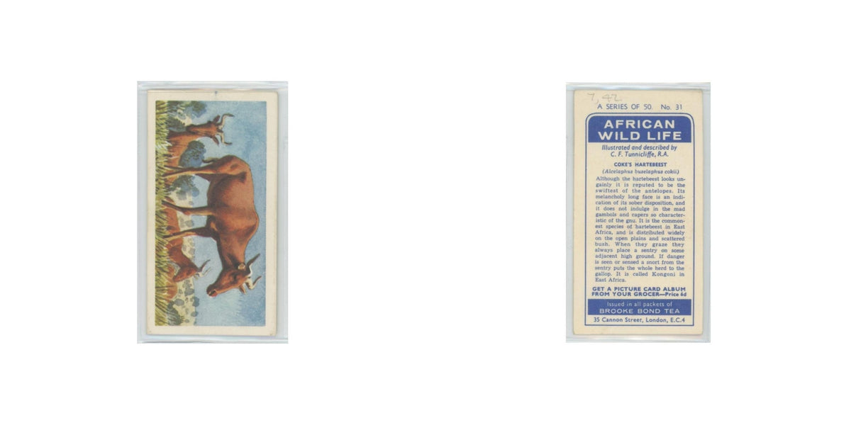1962 Brooke Bond African Wildlife Coke's Hartebeest #31