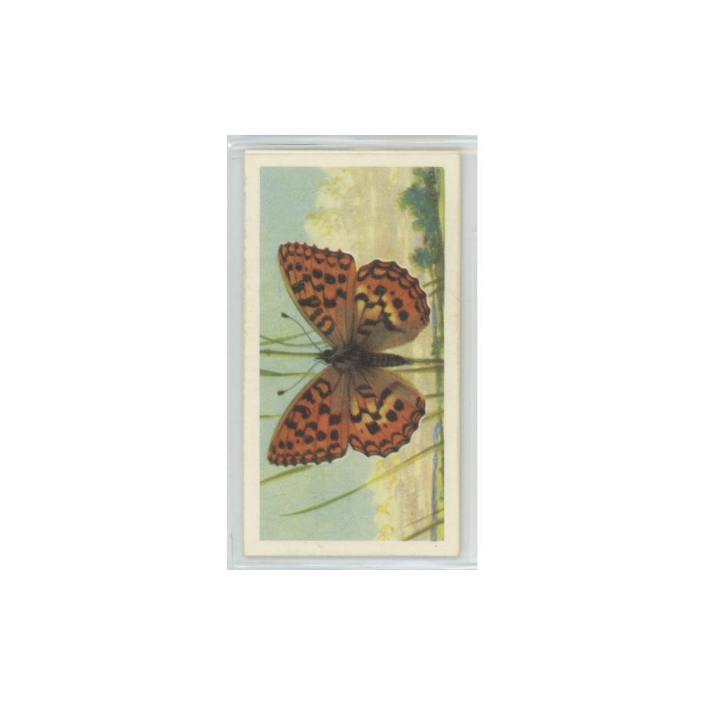 1963 Brooke Bond British Butterflies High Brown Fritillary #14