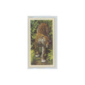 1962 Brooke Bond African Wildlife Leopard #12