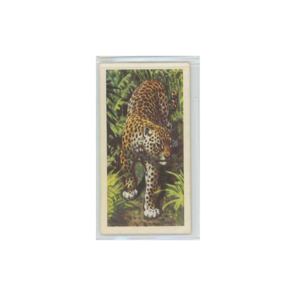 1962 Brooke Bond African Wildlife Leopard #12