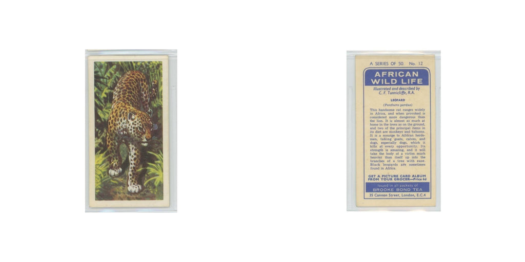 1962 Brooke Bond African Wildlife Leopard #12