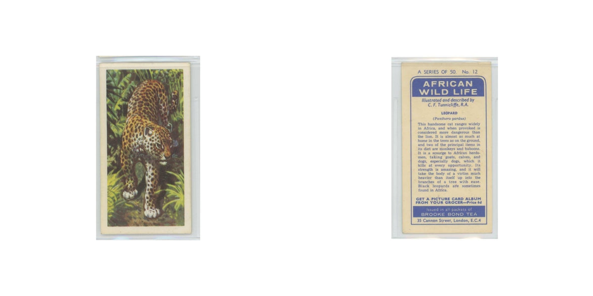 1962 Brooke Bond African Wildlife Leopard #12