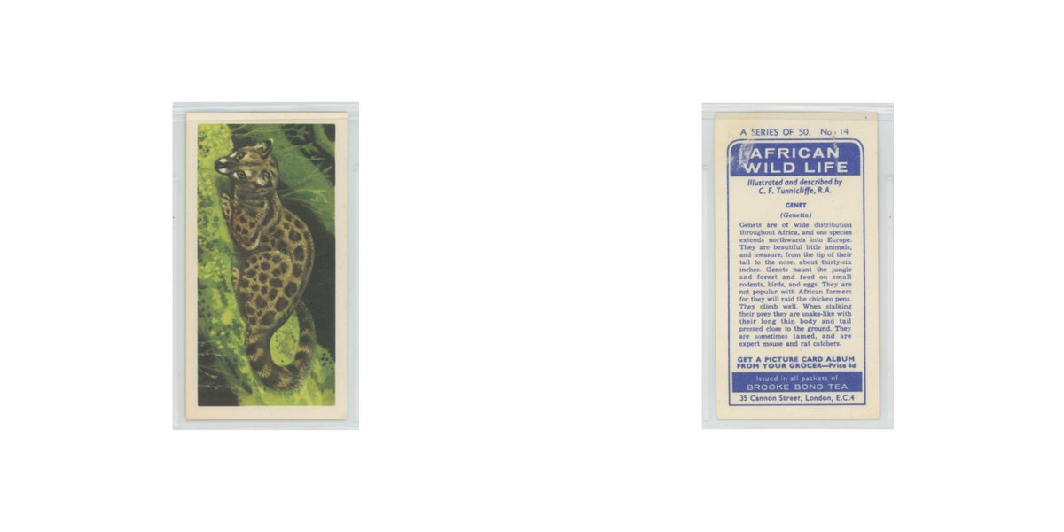 1962 Brooke Bond African Wildlife Genet #14