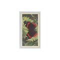 1963 Brooke Bond British Butterflies Red Admiral #19