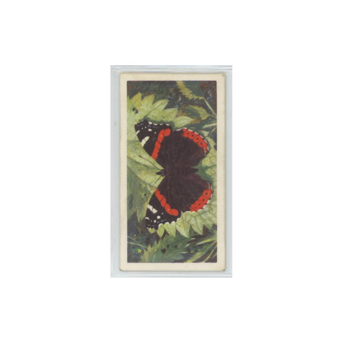1963 Brooke Bond British Butterflies Red Admiral #19