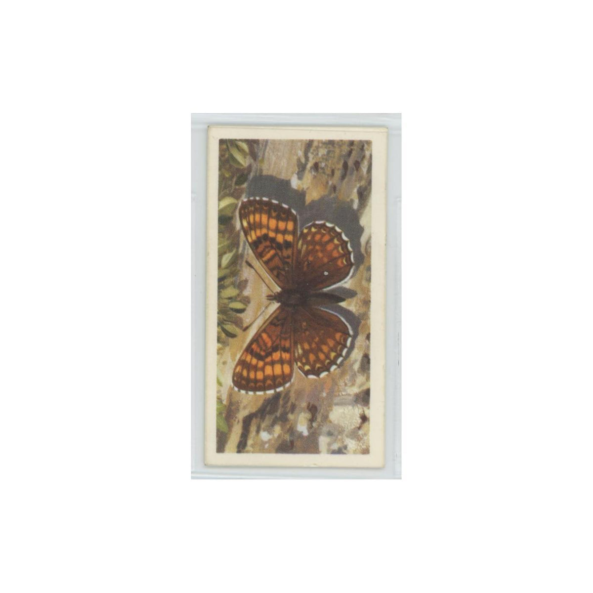1963 Brooke Bond British Butterflies Heath Fritillary #17