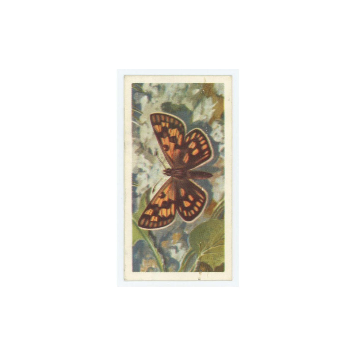 1963 Brooke Bond British Butterflies Chequered Skipper #48