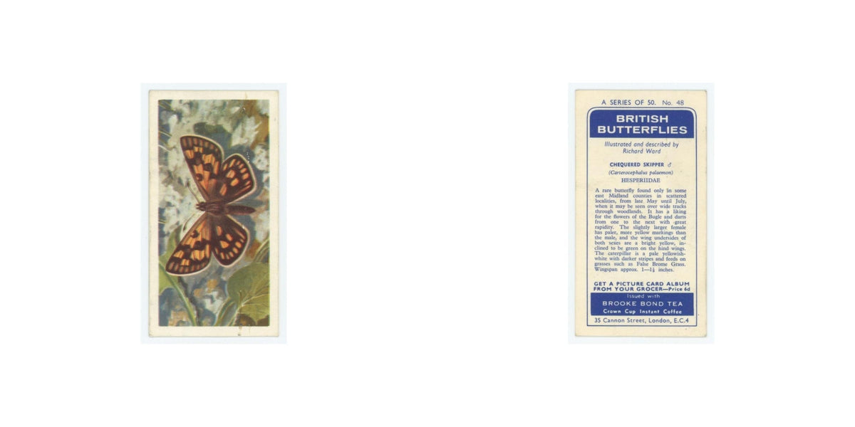 1963 Brooke Bond British Butterflies Chequered Skipper #48