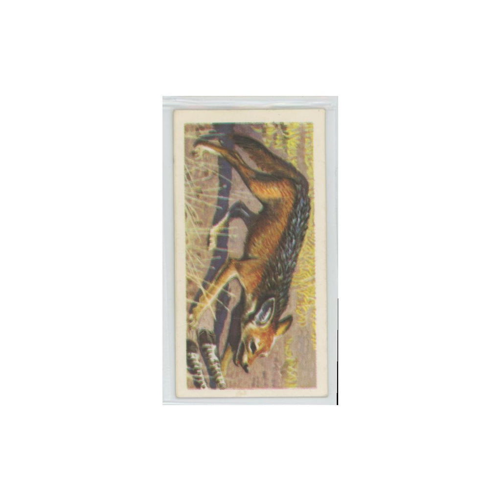 1962 Brooke Bond African Wildlife Black Backed Jackal #25
