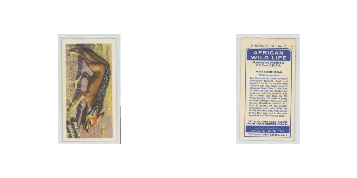 1962 Brooke Bond African Wildlife Black Backed Jackal #25