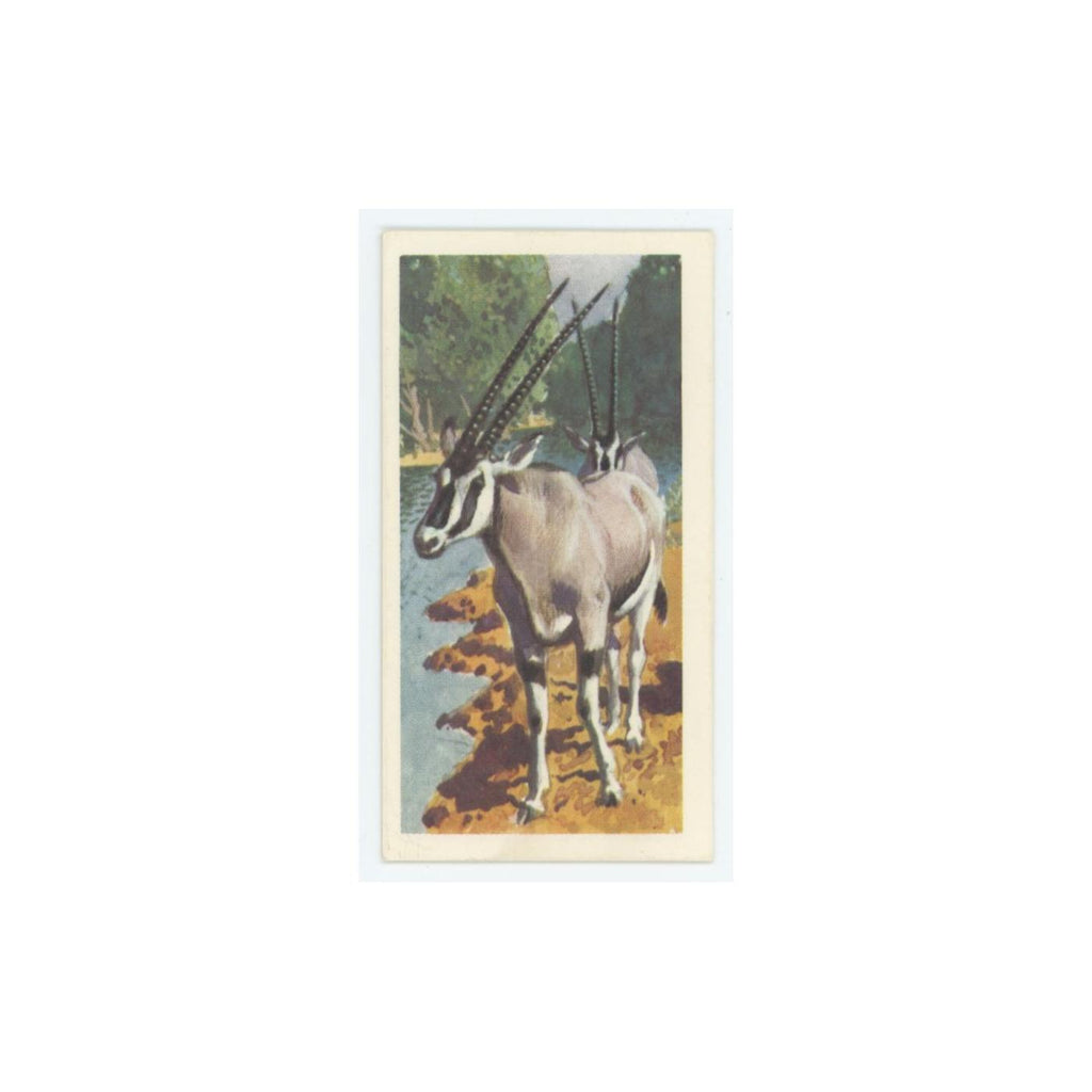 1962 Brooke Bond African Wildlife Oryx #38