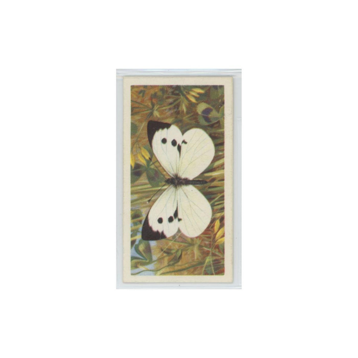 1963 Brooke Bond British Butterflies Large White #40