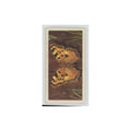 1963 Brooke Bond British Butterflies Large Tortoiseshell #22