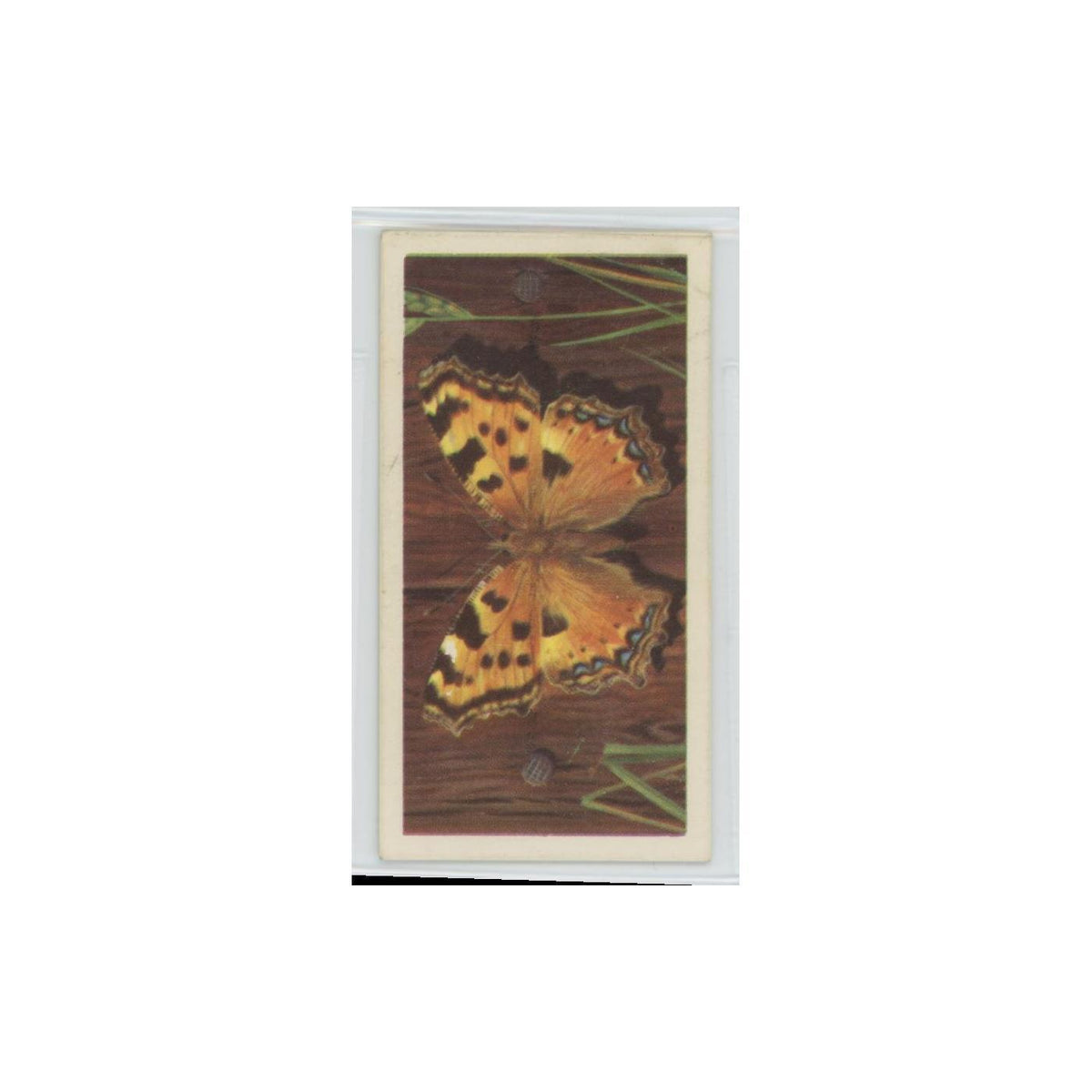 1963 Brooke Bond British Butterflies Large Tortoiseshell #22