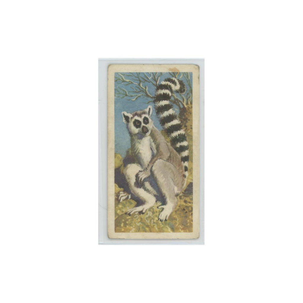 1962 Brooke Bond African Wildlife Ringed-Tailed Lemur #9