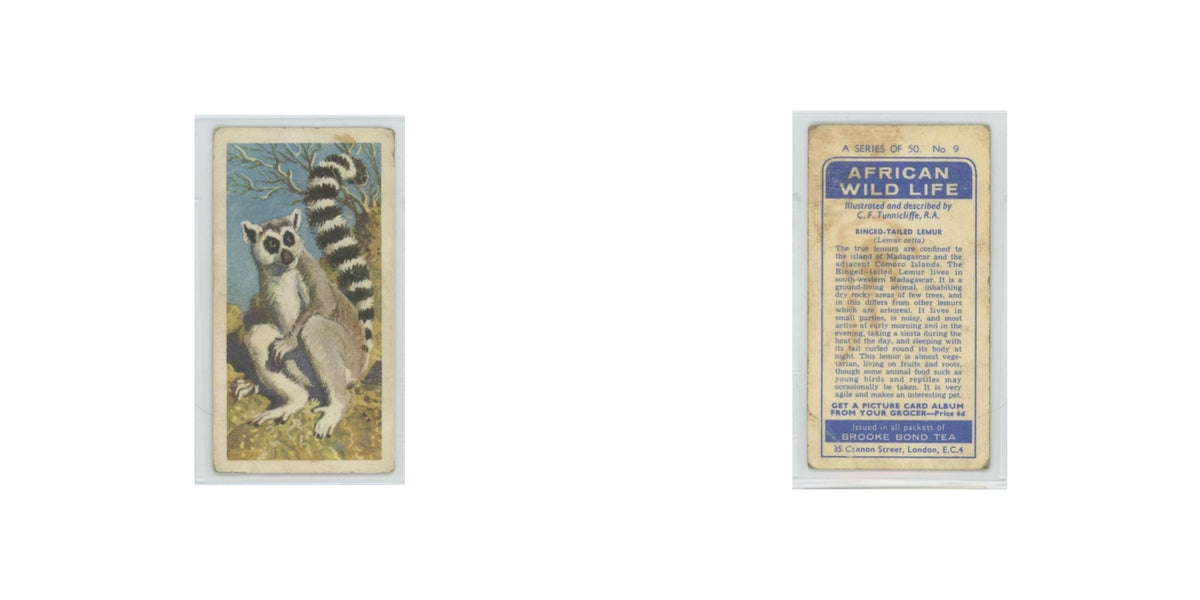 1962 Brooke Bond African Wildlife Ringed-Tailed Lemur #9