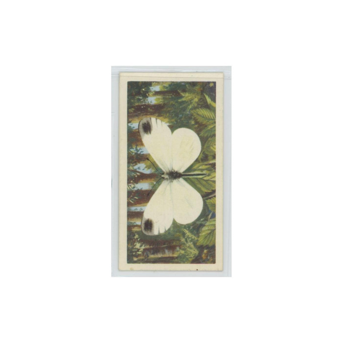 1963 Brooke Bond British Butterflies Wood White #39