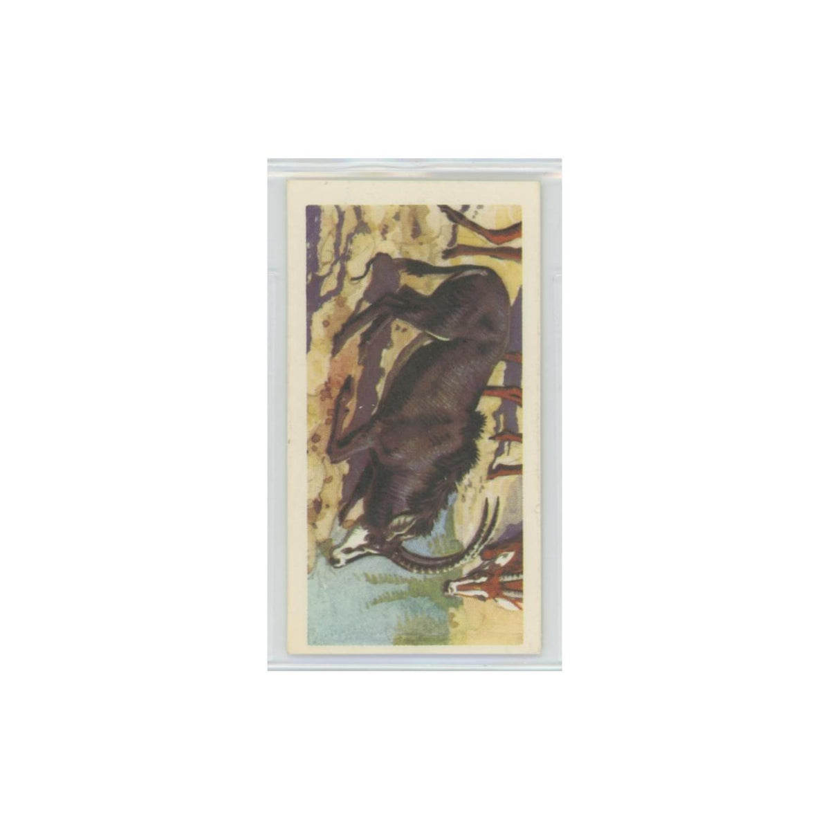 1962 Brooke Bond African Wildlife Sable Antelope #37