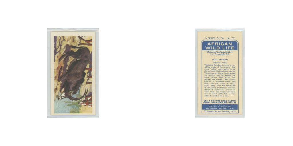 1962 Brooke Bond African Wildlife Sable Antelope #37