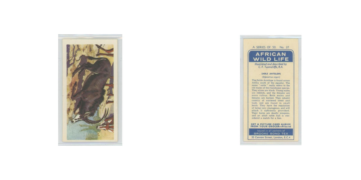 1962 Brooke Bond African Wildlife Sable Antelope #37