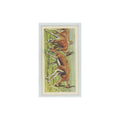 1962 Brooke Bond African Wildlife Thomson's Gazelle #40