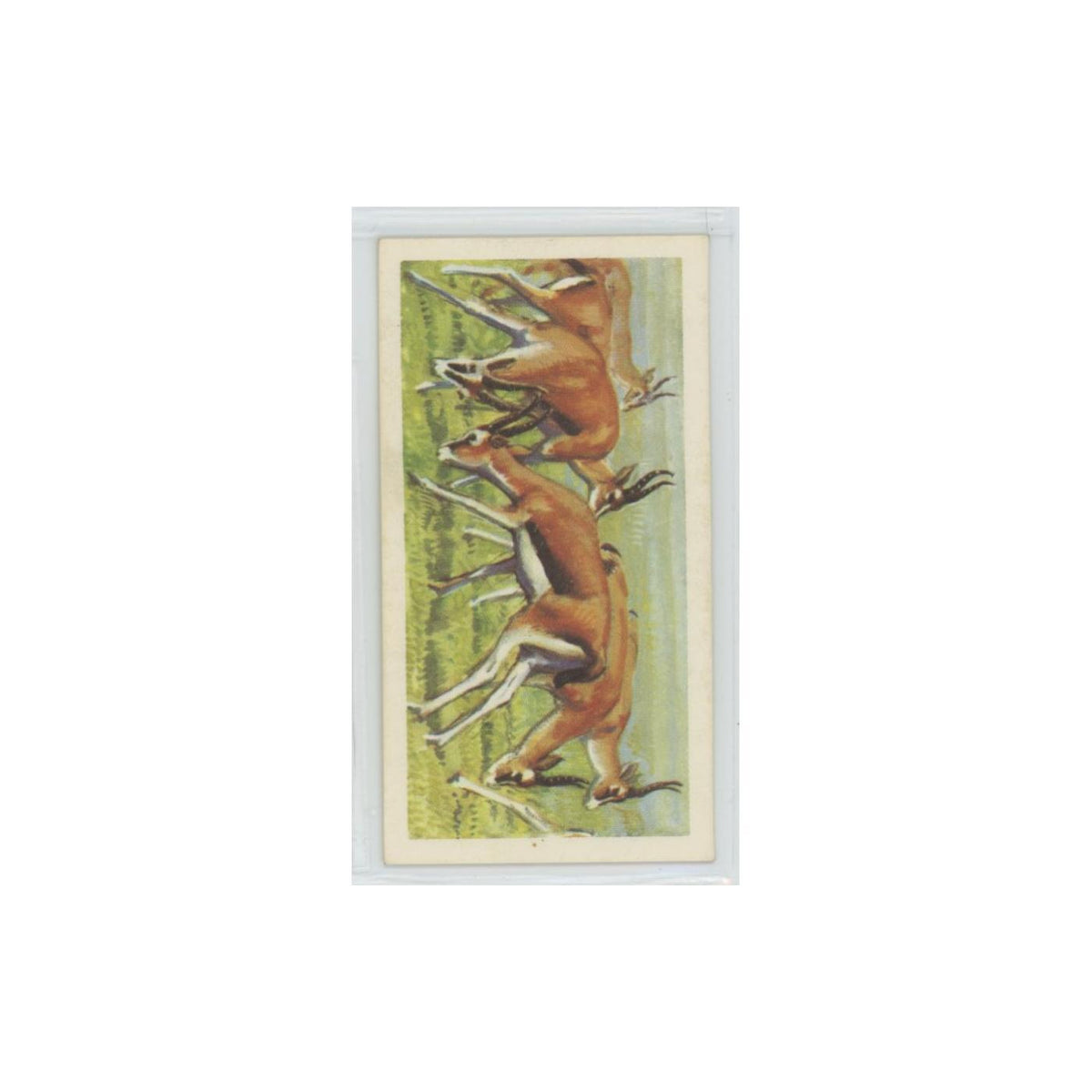 1962 Brooke Bond African Wildlife Thomson's Gazelle #40