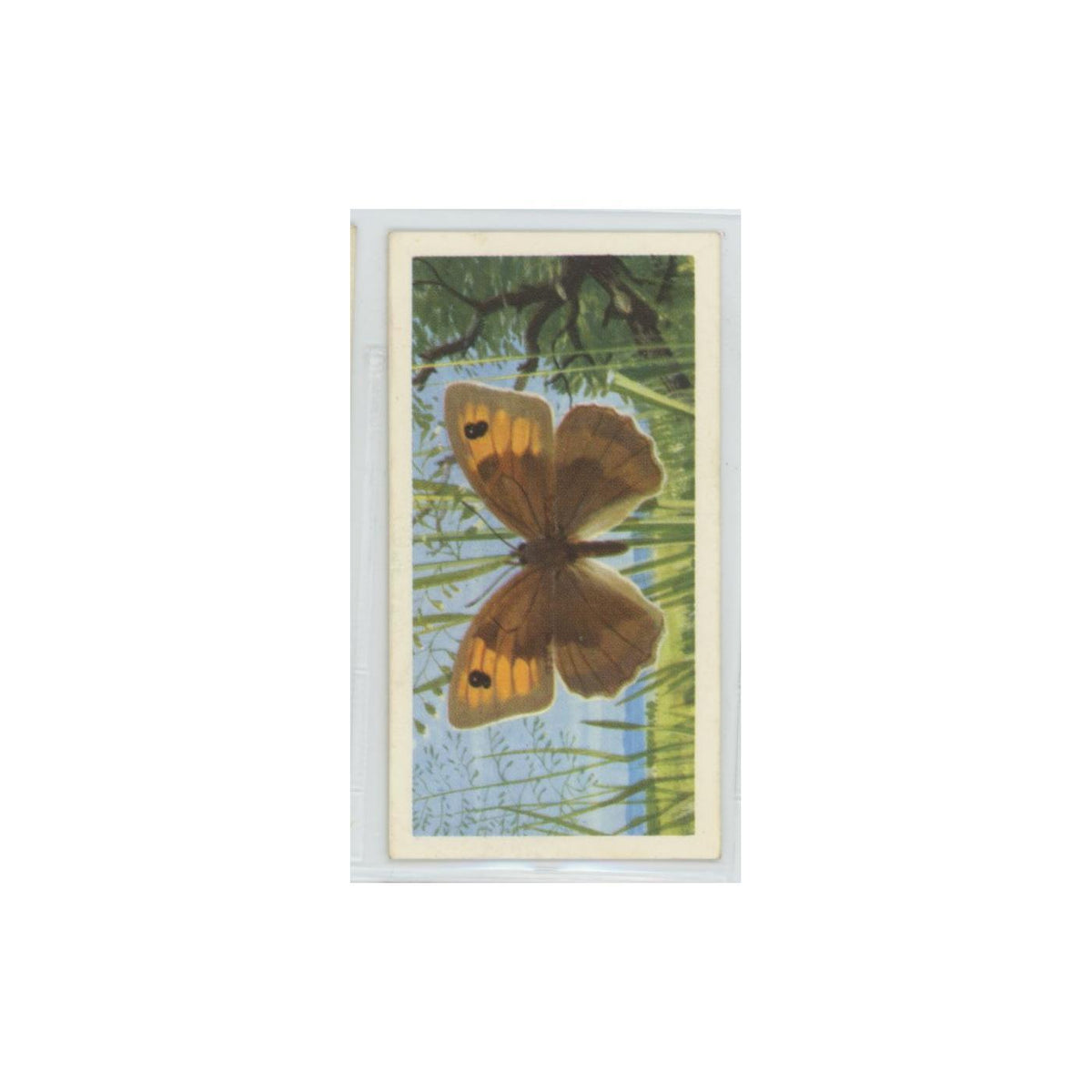 1963 Brooke Bond British Butterflies Meadow Brown #7