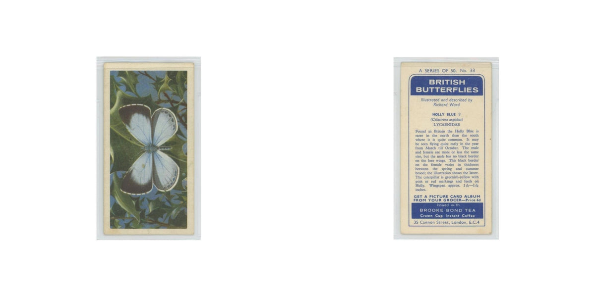 1963 Brooke Bond British Butterflies Holly Blue #33