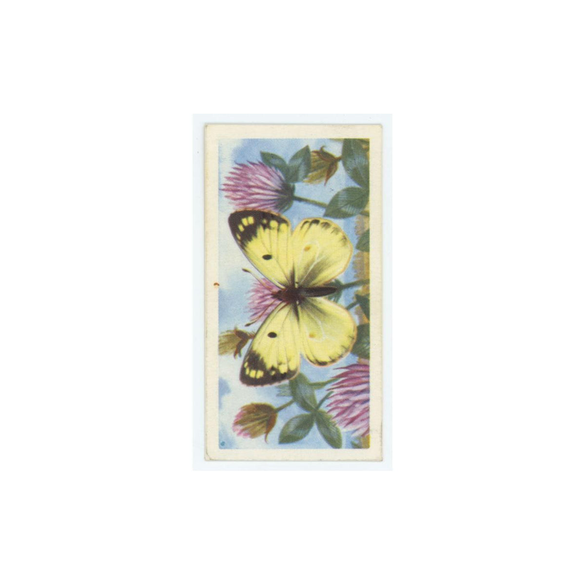 1963 Brooke Bond British Butterflies Pale Clouded Yellow #45
