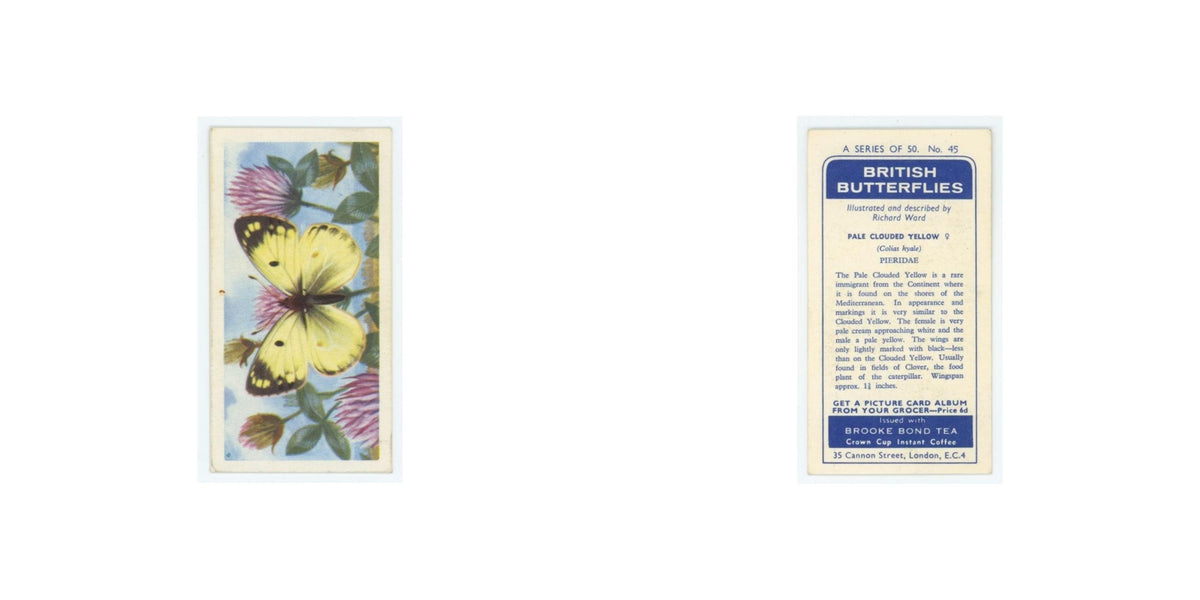 1963 Brooke Bond British Butterflies Pale Clouded Yellow #45