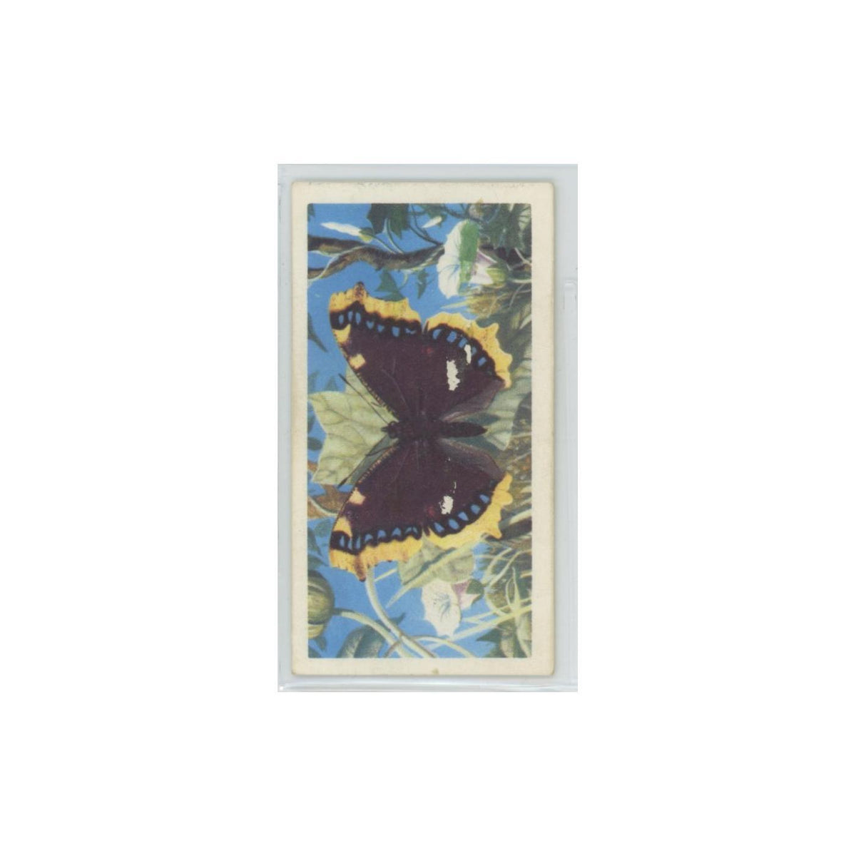 1963 Brooke Bond British Butterflies Camberwell Beauty #24