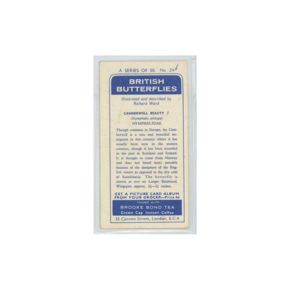 1963 Brooke Bond British Butterflies Camberwell Beauty #24