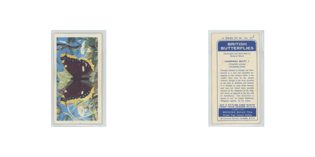1963 Brooke Bond British Butterflies Camberwell Beauty #24
