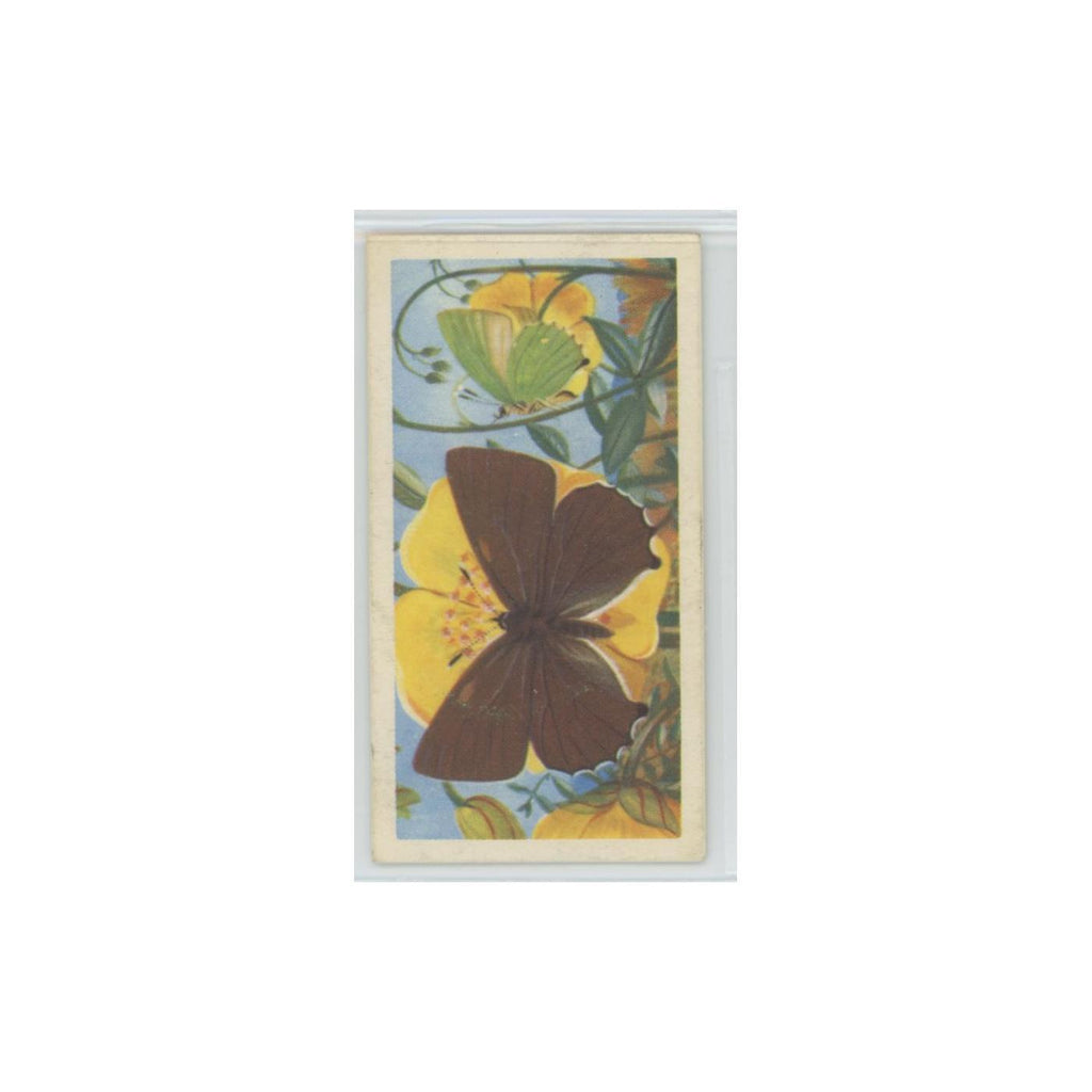 1963 Brooke Bond British Butterflies Green Hairstreak #36
