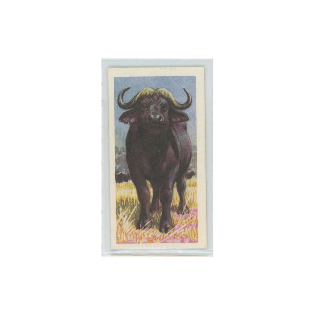 1962 Brooke Bond African Wildlife Buffalo #27