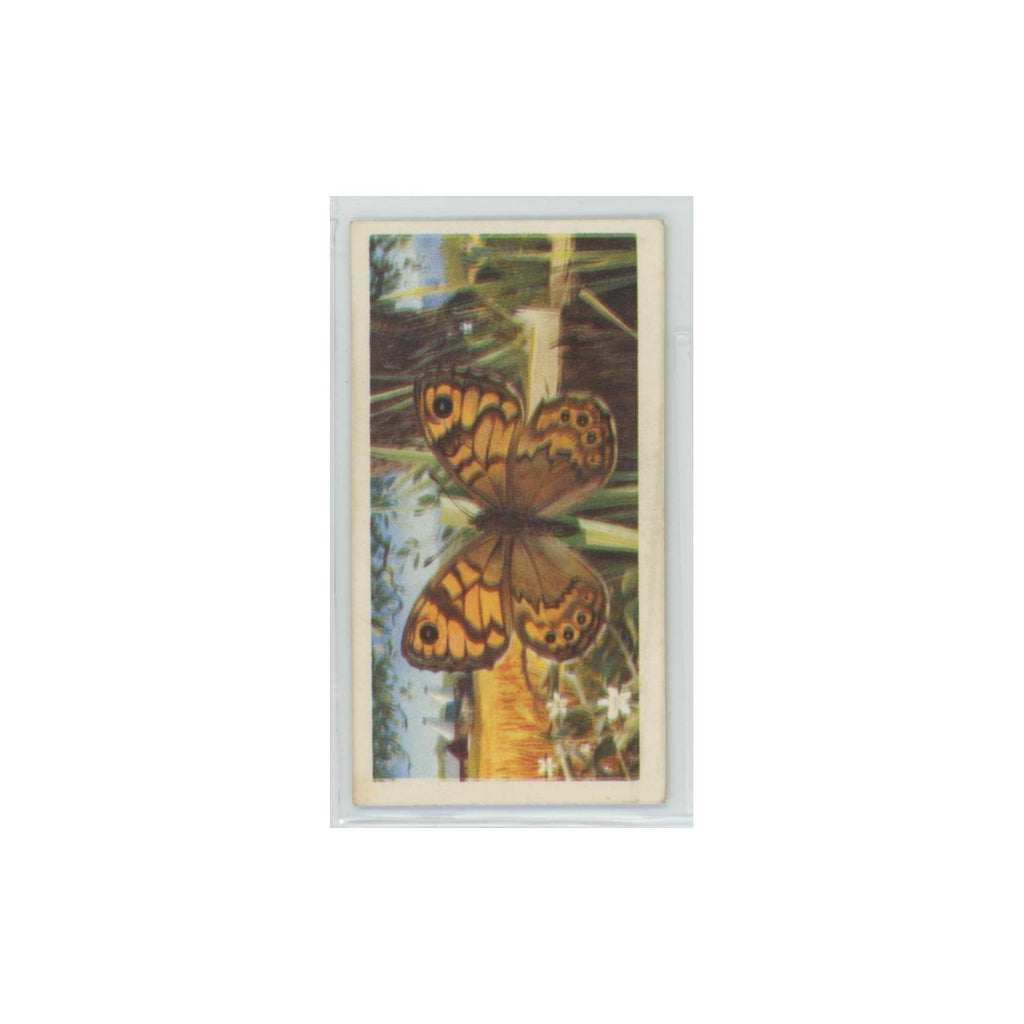 1963 Brooke Bond British Butterflies Wall #2