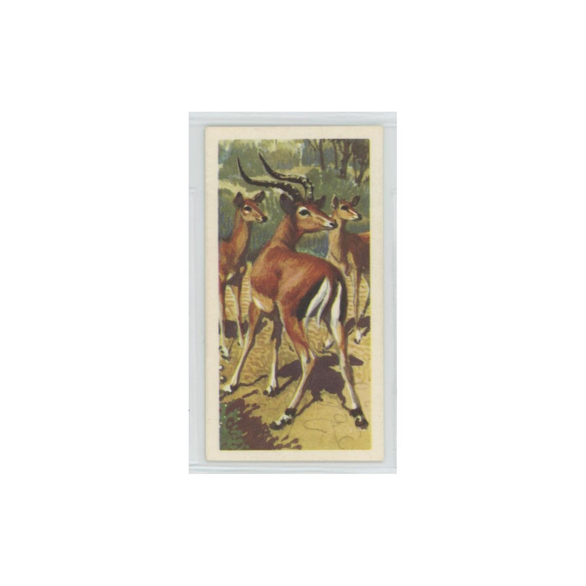 1962 Brooke Bond African Wildlife Impala #39