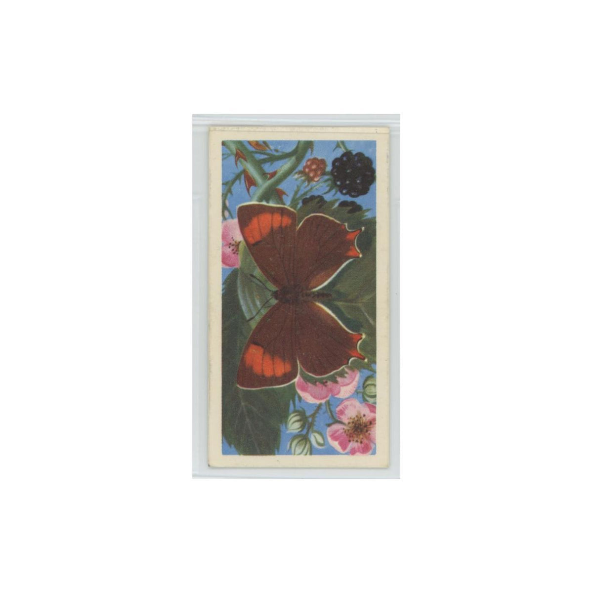 1963 Brooke Bond British Butterflies Brown Hairstreak #37