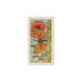 1963 Brooke Bond British Butterflies Small Skipper #47