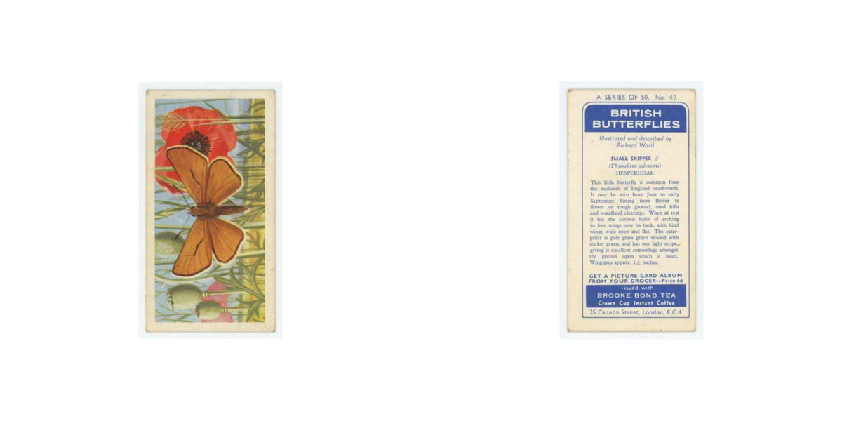 1963 Brooke Bond British Butterflies Small Skipper #47