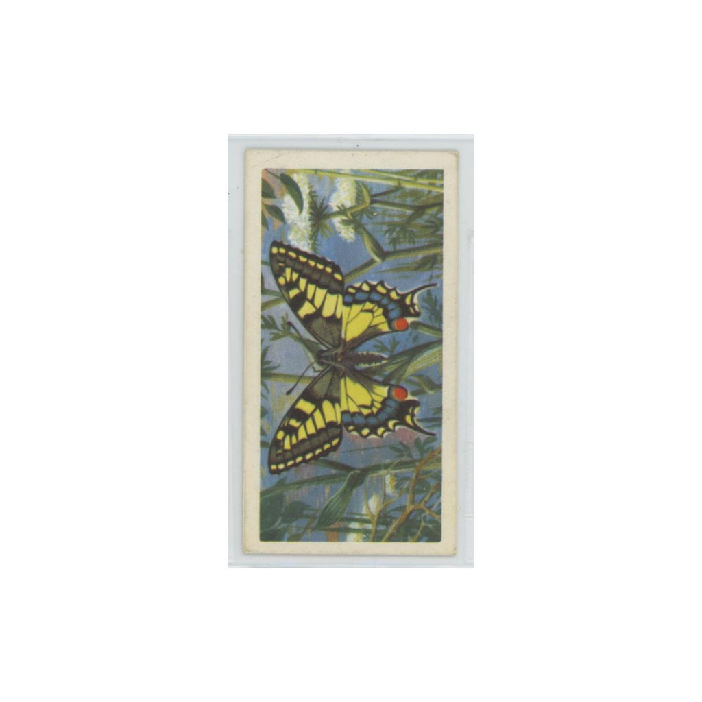 1963 Brooke Bond British Butterflies Swallow Tail #28