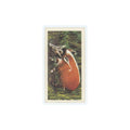 1962 Brooke Bond African Wildlife Red River Hog #47
