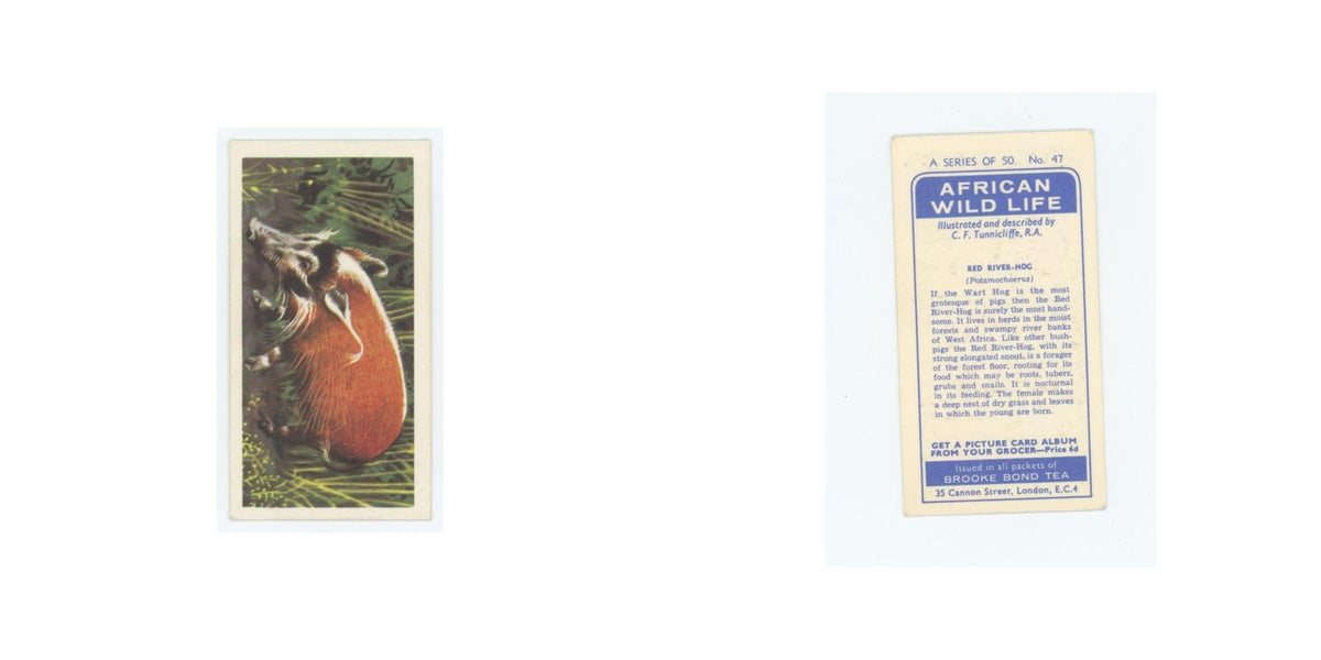 1962 Brooke Bond African Wildlife Red River Hog #47