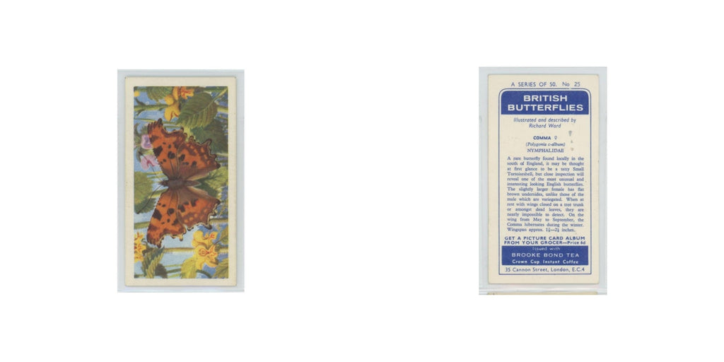 1963 Brooke Bond British Butterflies Comma #25