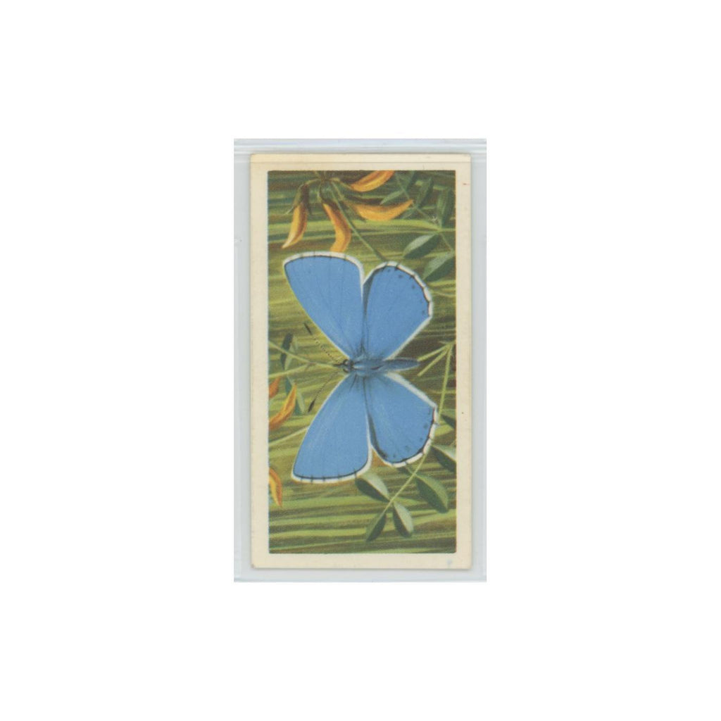 1963 Brooke Bond British Butterflies Adonis Blue #32