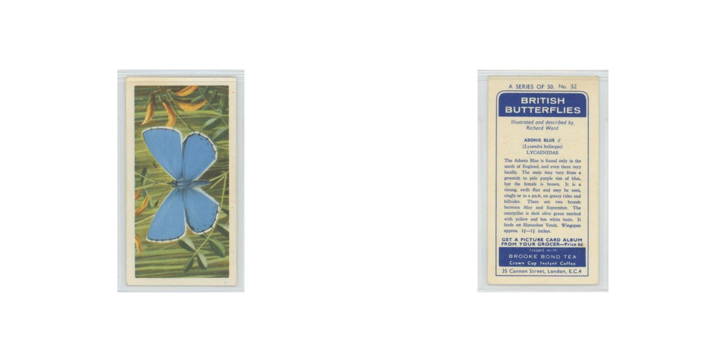 1963 Brooke Bond British Butterflies Adonis Blue #32